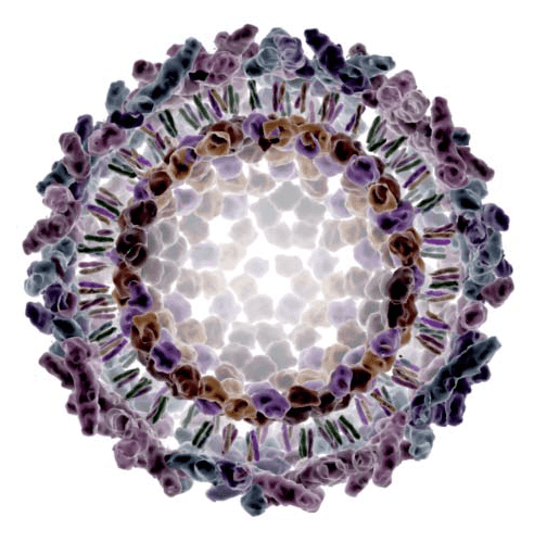 le virus du Chikungunya