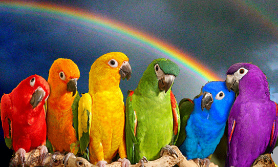 noe-arcenciel-perroquets-543po