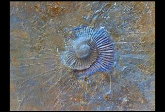 gout-lait-sauvage-roman-michel-rodigneau-lhar-T-wVe8MR